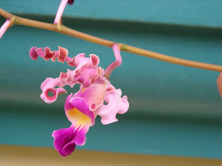 Myrmecophila tibicinis, Honduras orchid