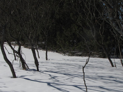 sumac tree shadows