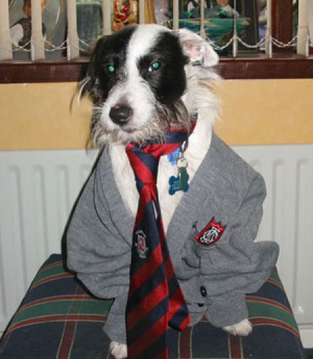 [Image: harry_potter_pets_05.jpg]