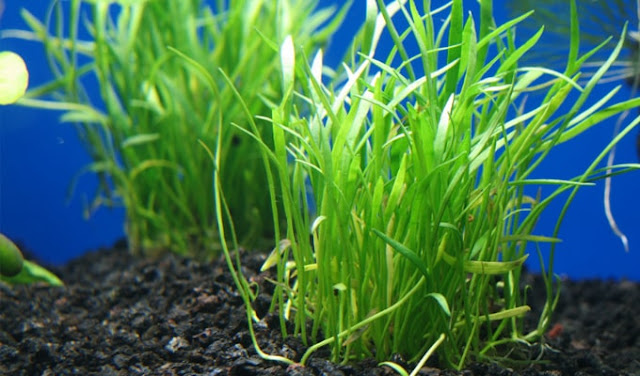 25 Jenis Tanaman Aquascape Cantik Untuk Akuarium Anda