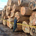 Ilegal Login : 450 ton kayu biosfer disita satgas