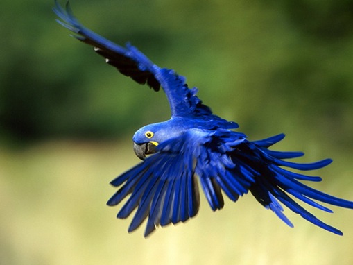 Top 10 List of Exotic Pets_www.wonders-world.com_06