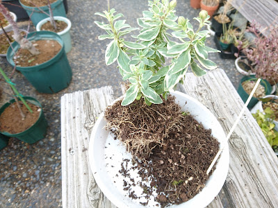 植え付け　植え替え　準備