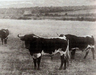 Toros de V Martinez (Berrendos) 001