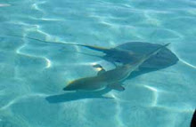 Rays and sharks at Moorea -- July 7, 2008