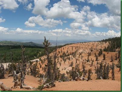 Twisted Forest Trail 121