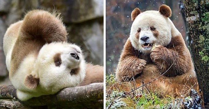 A história de Qizai, o último panda marrom do mundo