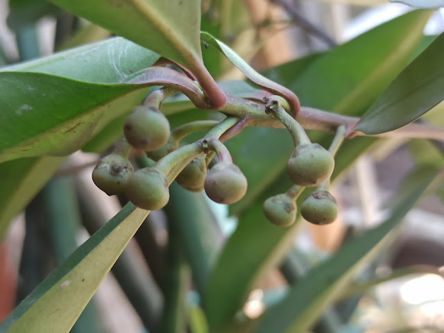 Ardisia humilis, Tanaman Lampeni Terkenal Untuk Mengatasi Disentri