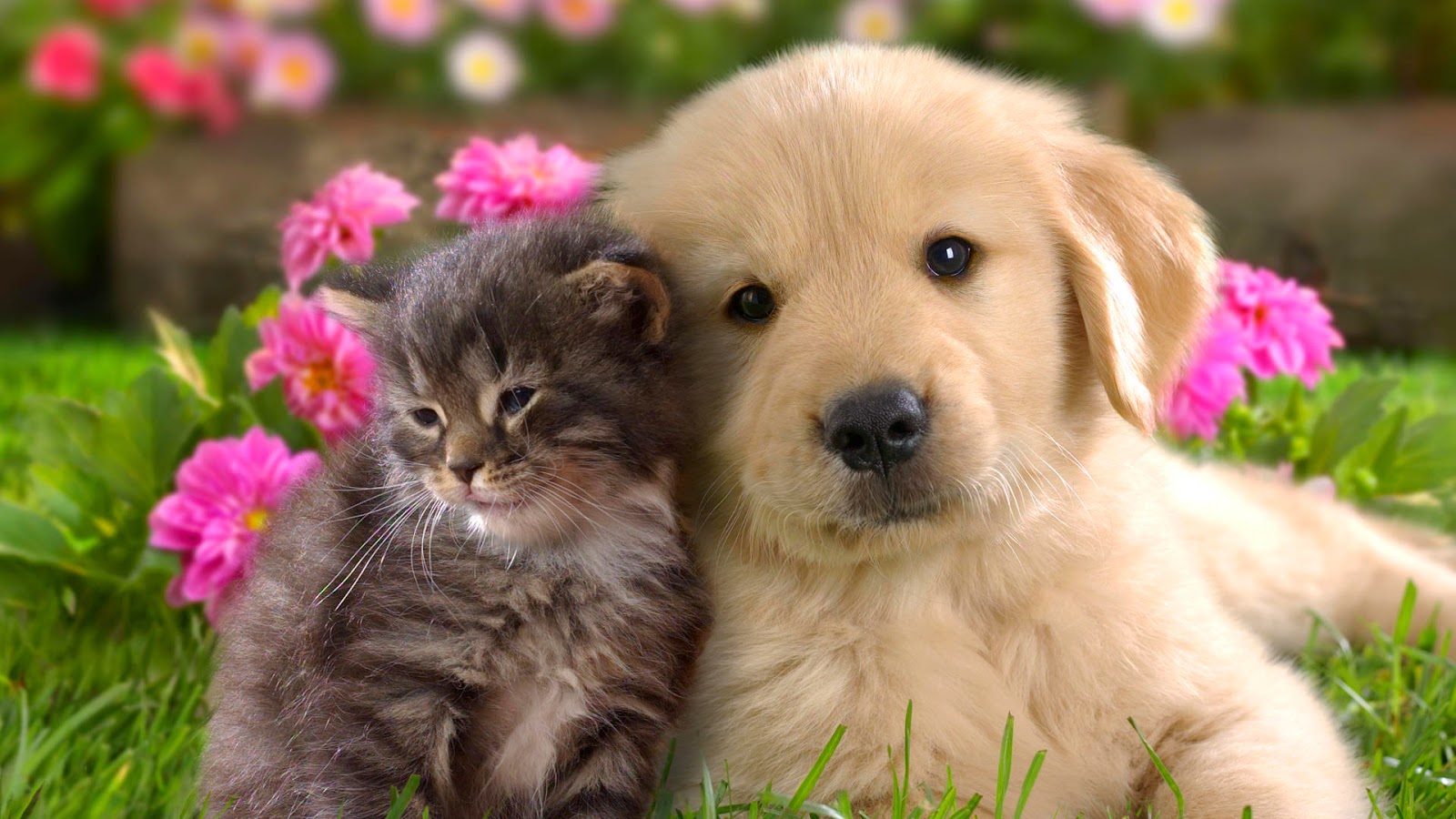 Cute Food Wallpaper Incredible Cute Food Wallpaper Incredible