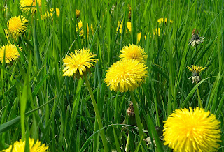 Dandelions in Grass