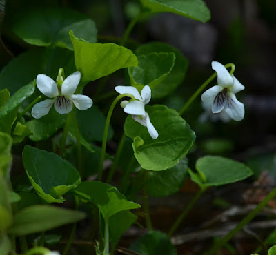 white violet flowers viola bland