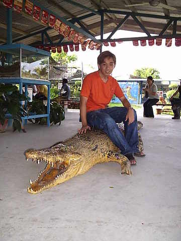 Sandakan Crocodile Farm Don Z Memories