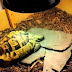 [Video] Έκλεισε την χελώνα του στην κατάψυξη για 4 μήνες! Δείτε τι συνέβη μετά...