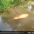 Gempar!!! Video: Ikan Talapia Merah Gergasi Ditemui Di Sungai Kinabatangan Sabah Gemparkan Penduduk