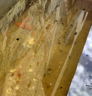 Tadpoles are very hard to photograph