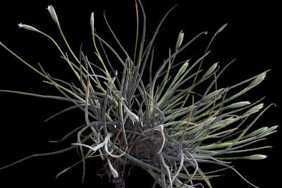 Tillandsia recurvata care and culture