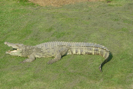 Crocodile