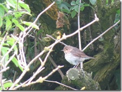 Swainson's Thrush