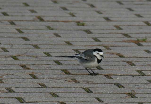 lavandera blanca