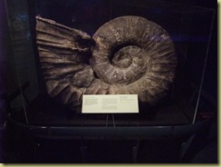 Large Amenoite