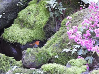 台湾探鳥日記　コマドリ　台湾の鳥