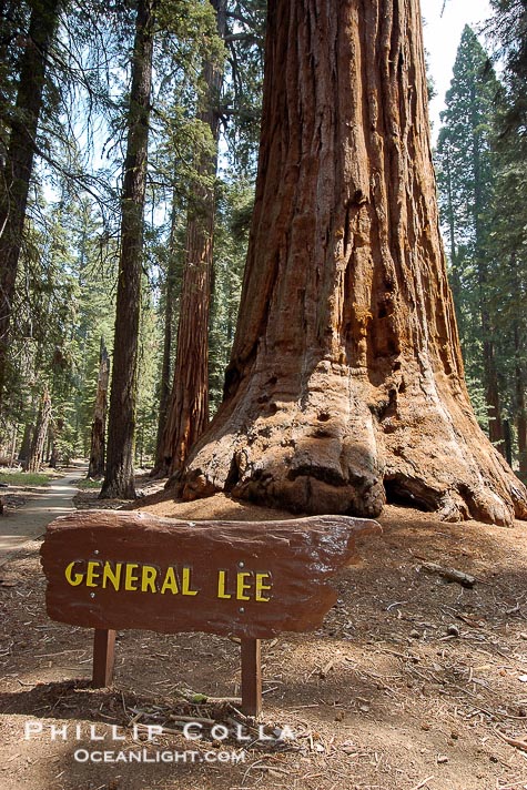 Waone's articles: Robert E. Lee Tree: Pohon Terbesar 