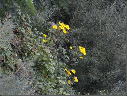 DSCF1579