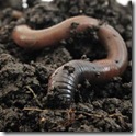 Common european earthworm (Lumbricus terrestris) 