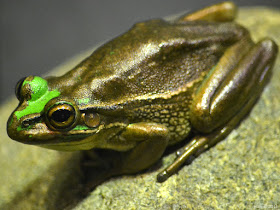 bronze frog