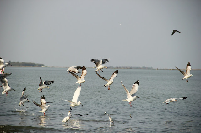 Seagulls at Pulicat Lake.