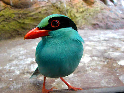 Beautiful Birds on Beautiful Birds Subhanallah