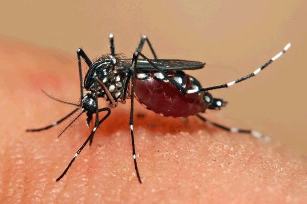 DENGUE Sintomas tratamento e como identificar o mosquito Netcina