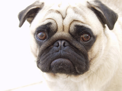 nice-pug-puppy