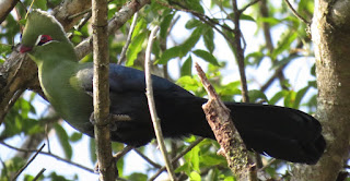 Knysna Turaco