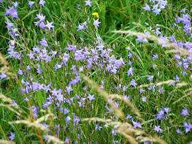 Rampion Bellflower Campanula rapunculus. Indre et Loire. France. Photo by Loire Valley Time Travel.