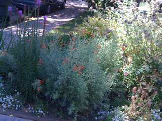 Liatris spicata and Zauschneria californica