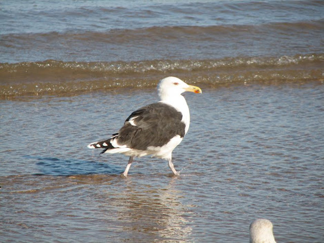 gull wallpaper,gull images;gull photo,gull picture,beautiful gull,cute gull,Pacific Gull, Larus pacificus, Belcher's Gull, Larus belcheri, Olrog's Gull, Larus atlanticus Black-tailed Gull, Larus crassirostris ,Heermann's Gull, Larus heermanni,Common Gull or Mew Gull, Larus canus,Ring-billed Gull, Larus delawarensis,California Gull, Larus californicusGreat Black-backed Gull, Larus marinus,Kelp Gull, Larus dominicanus, (called "Southern Black-backed Gull" or "Karoro" in New Zealand),Cape Gull, Larus dominicanus vetula,Glaucous-winged Gull, Larus glaucescens,Western Gull, Larus occidentalis,Yellow-footed Gull, Larus livens,Glaucous Gull, Larus hyperboreus,Iceland Gull, Larus glaucoides,Kumlien's Gull, Larus glaucoides kumlieni Thayer's Gull, Larus thayeri,European Herring Gull, Larus argentatus,Heuglin's Gull, Larus heuglini,American Herring Gull,Larus smithsonianus,Yellow-legged Gull,Larus michahellis,Caspian Gull, Larus cachinnans,East Siberian Herring Gull, Larus vegae,Armenian Gull,Larus armenicus,Slaty-backed Gull,Larus schistisagus,Lesser Black-backed Gull,Larus fuscus,White-eyed Gull,Ichthyaetus leucophthalmus,Sooty Gull,Ichthyaetus hemprichii,Great Black-headed Gull,Ichthyaetus ichthyaetus,Audouin's Gull, Ichthyaetus audouinii,Mediterranean Gull, Ichthyaetus melanocephalus,Relict Gull, Ichthyaetus relictus,Dolphin Gull, Leucophaeus scoresbii,Laughing Gull, Leucophaeus atricilla,Franklin's Gull, Leucophaeus pipixcan,Lava Gull, Leucophaeus fuliginosus,Gray Gull, Leucophaeus modestus,Silver Gull, Chroicocephalus novaehollandiae,Red-billed Gull, Chroicocephalus scopulinus,Hartlaub's Gull, Chroicocephalus hartlaubii,  Brown-hooded Gull, Chroicocephalus maculipennis,Gray-hooded Gull, Chroicocephalus cirrocephalus,Andean Gull, Chroicocephalus serranus,Black-billed Gull, Chroicocephalus bulleri,Brown-headed Gull, Chroicocephalus brunnicephalus,Black-headed Gull, Chroicocephalus ridibundus,Slender-billed Gull, Chroicocephalus genei,Bonaparte's Gull, Chroicocephalus philadelphia,