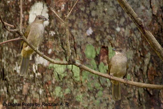 Bulbul