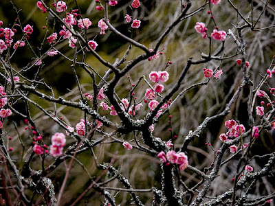 Red Ume (Prunus mume) flowers: Tokei-ji