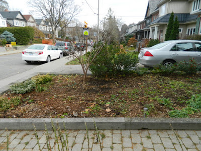 Toronto Bedford Park Fall Front Yard Cleanup After by Paul Jung Gardening Services Inc.--a Toronto Organic Gardening Company