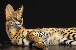 El Serval, un hermoso gato salvaje africano