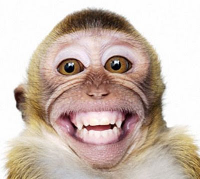 Smiling Monkey Picture