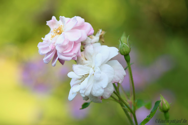 rosier rose belle vichyissoise