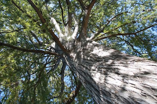 Looking up at a Tree at Landa Park, New Braunfels, TX