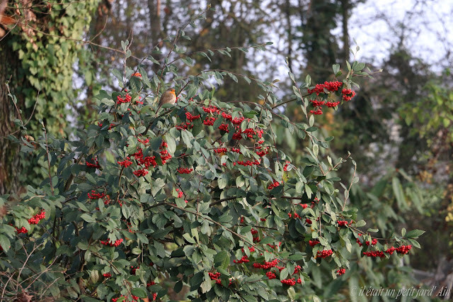 cotoneastere lacteus