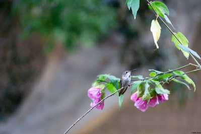 A hummingbird relaxes after eating nectar from the nearby flowers in Irvine, California. © Evan's Studio