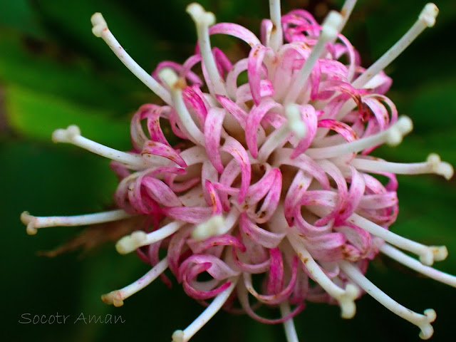 Atractylodes japonica