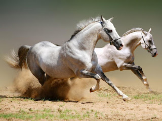 اروع واجمل صور خيول عربية أصيلة Arabian horse