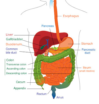 organs in digestive system. organs in digestive system.