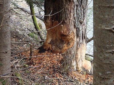 szczawnica, trasy turystyczne w Szczawnicy, przełom Dunajca, grzyby wiosenne, grzyby w kwietniu, czarki, uszaki, kisielnice, wiosenne kwiaty, bobry nad Dunajcem, szlak na granicy polsko-słowackiej